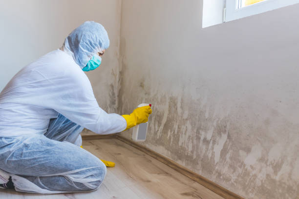Licensed Black Mold Removal service in Guston, KY - WQB Mold Removal