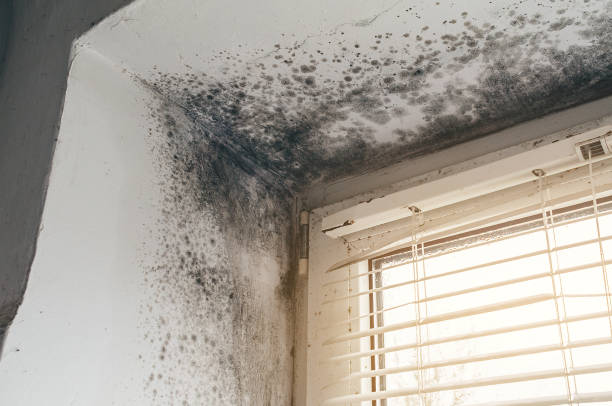 Affordable Black Mold Removal solutions in Guston, KY
